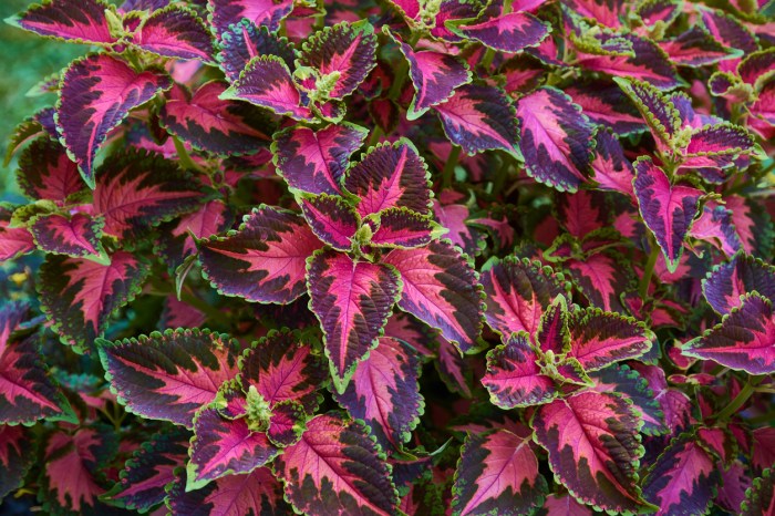 Coleus tolerant ornamental