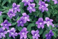 Flowering plant in shade