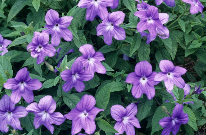 Flowering plant in shade